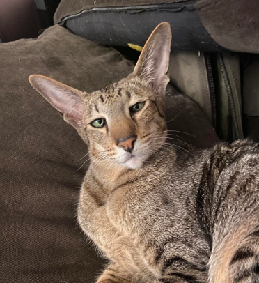 Marvin