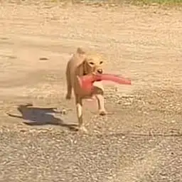 dildo