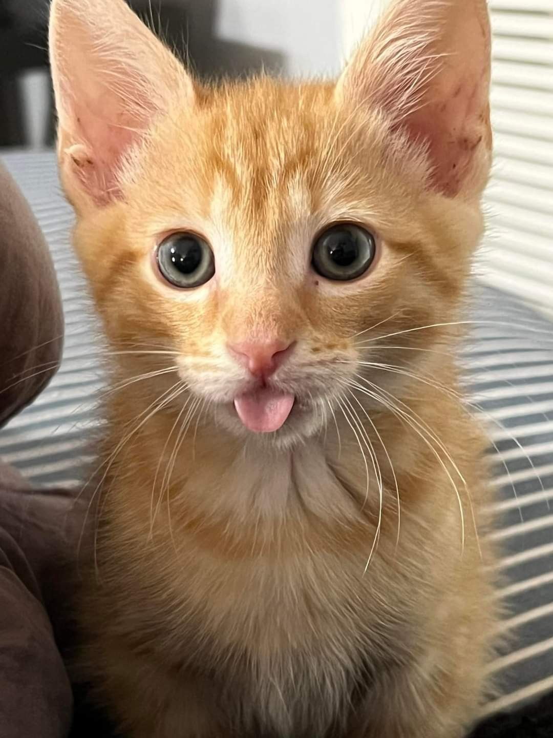 ollie