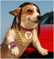 Sundawg