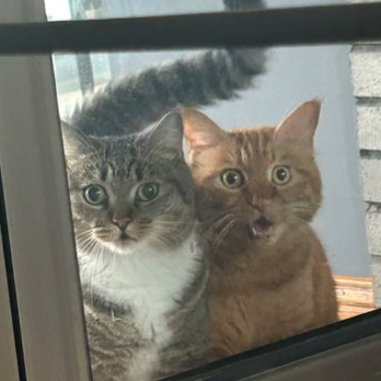 POPCAT²