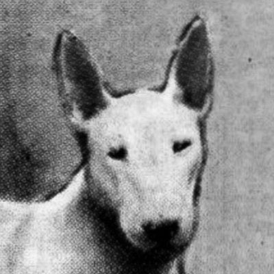 DREAM DOG