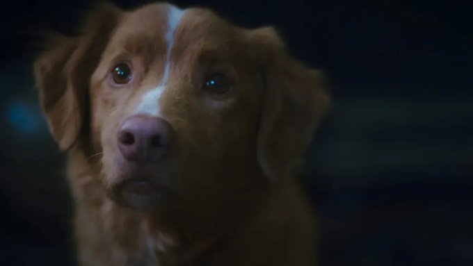 GOODBOY
