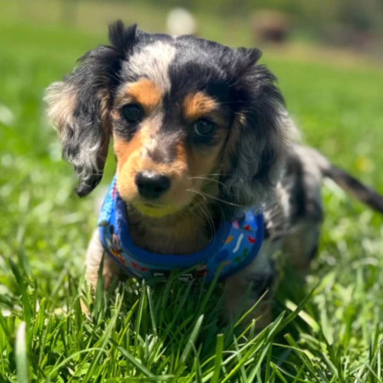 WALTER