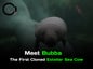 BUBBA