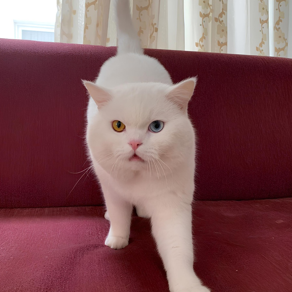 MERLIN
