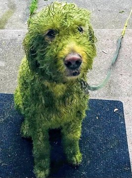 GRASS