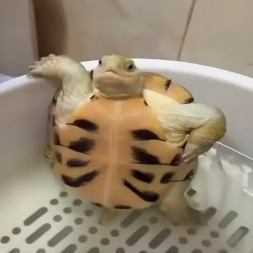🐢