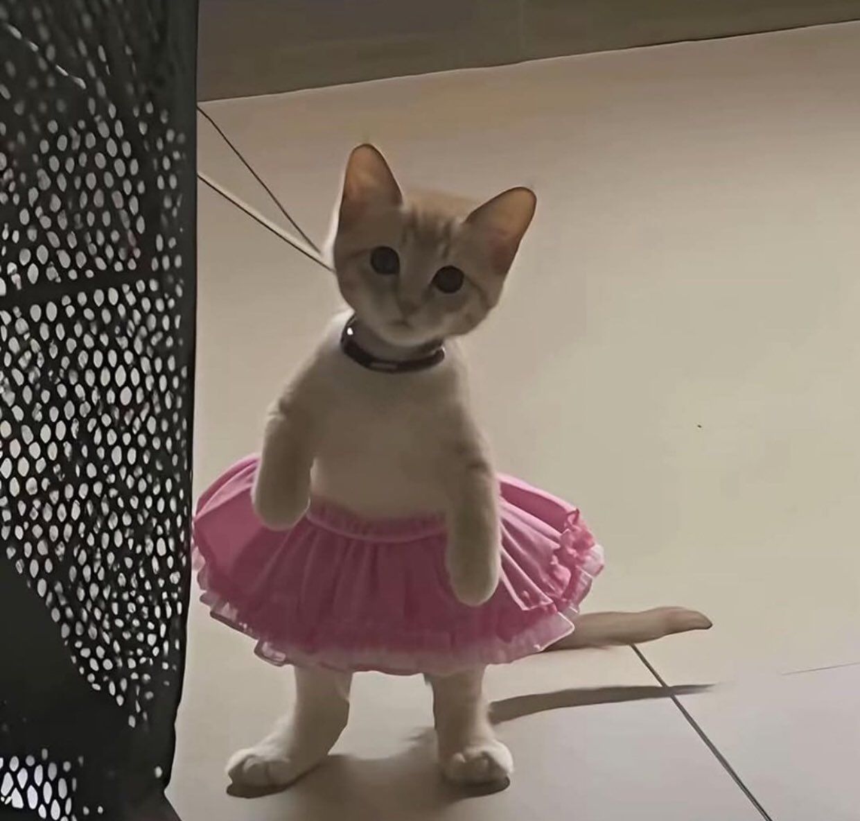mimimi