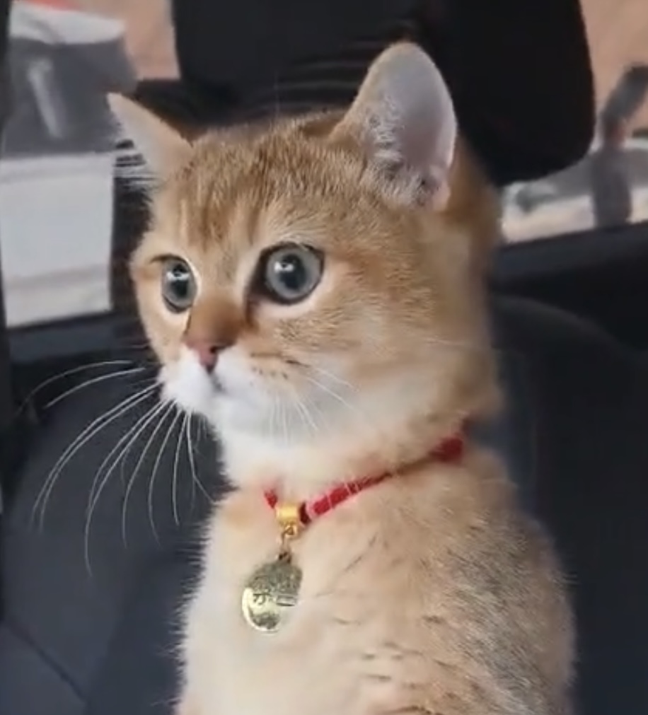 Xiu