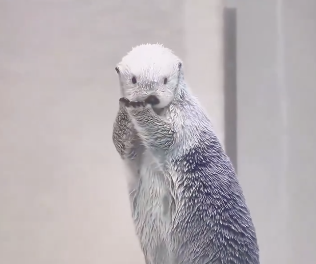 OTTERS