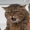 Meowzilla