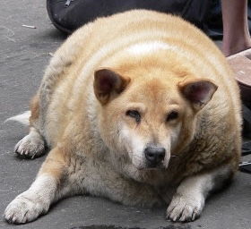 CHONKY