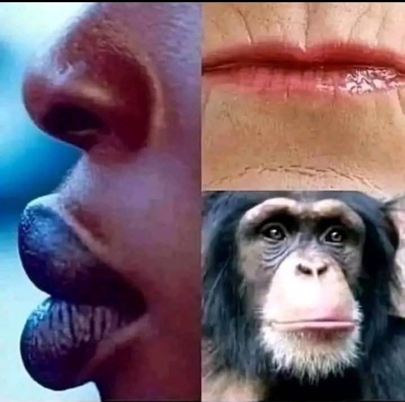 MONKEYS