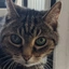 The Democat