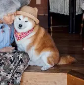 Fuku