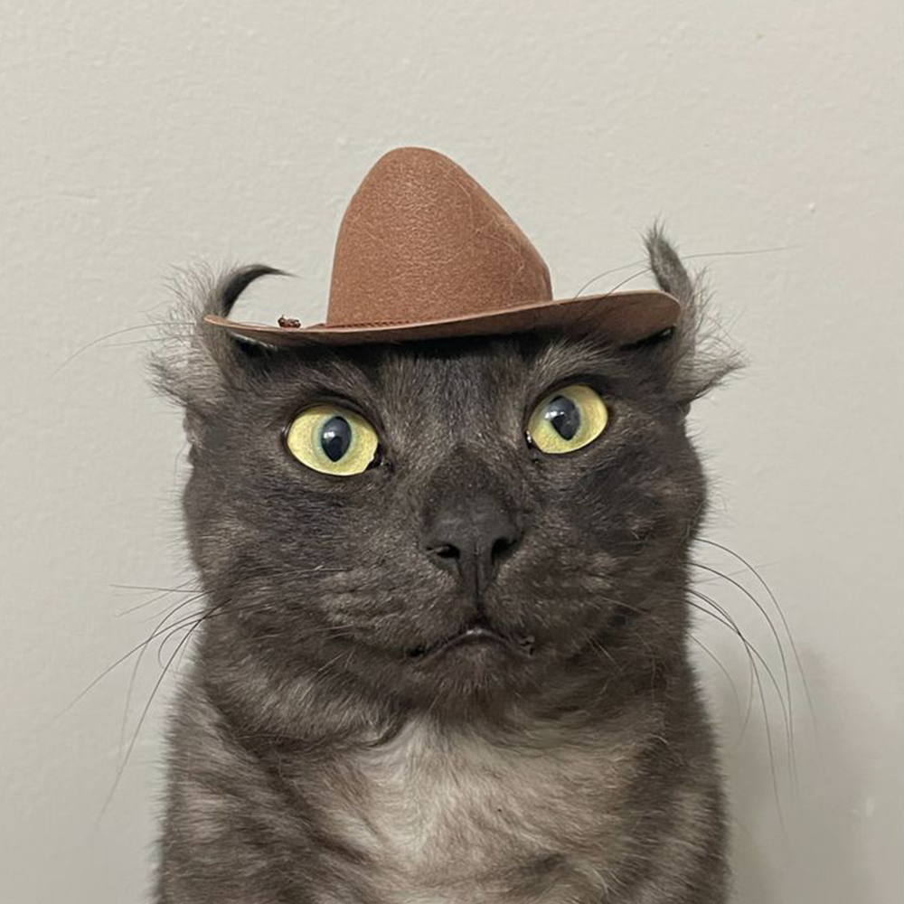 MEOWDY