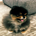 bobaoppa