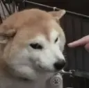 PON