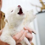 DIREWOLF