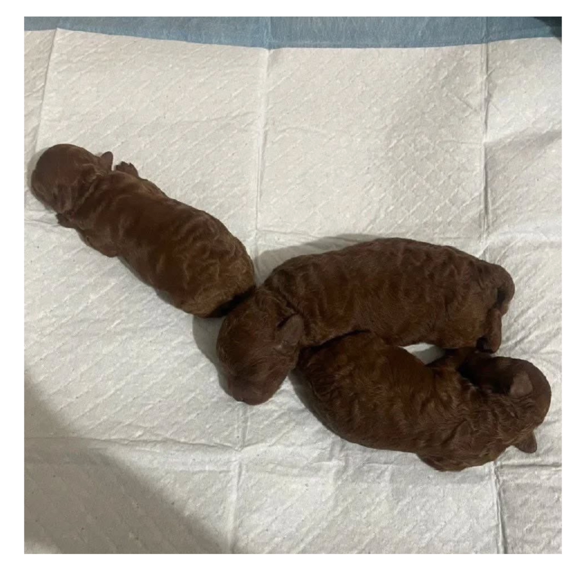 Poopies