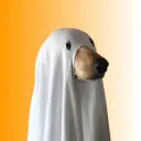 sheetcoin