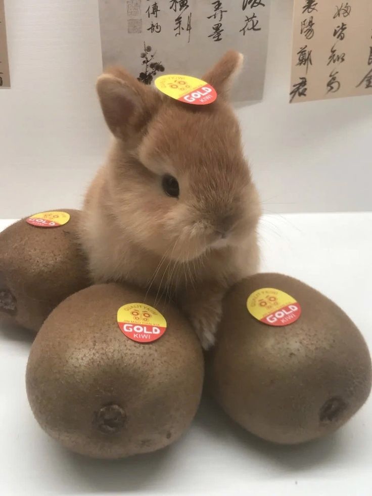 kiwi