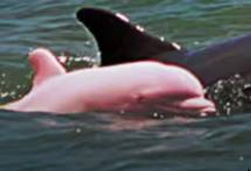 Pinky