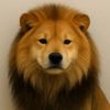 Lioninu