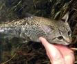 Catfish