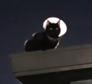 Batcat