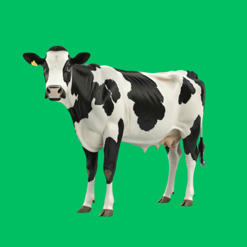 pfpcow