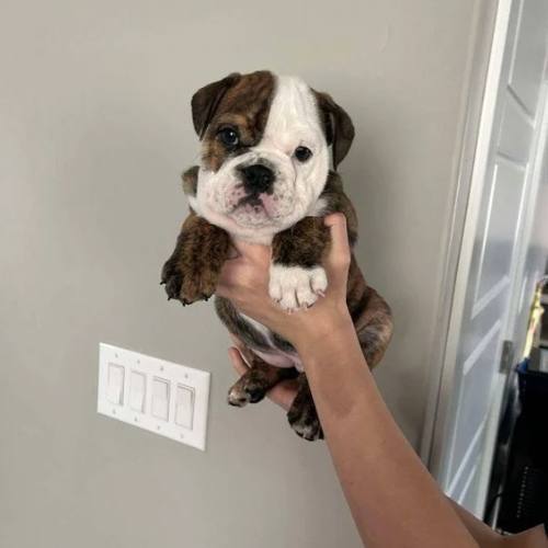 BULLY 