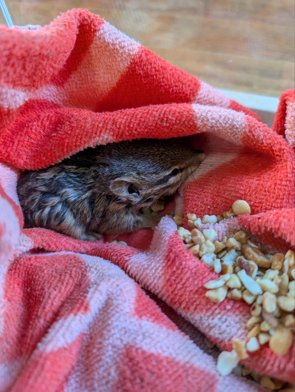 CHIPMUNK