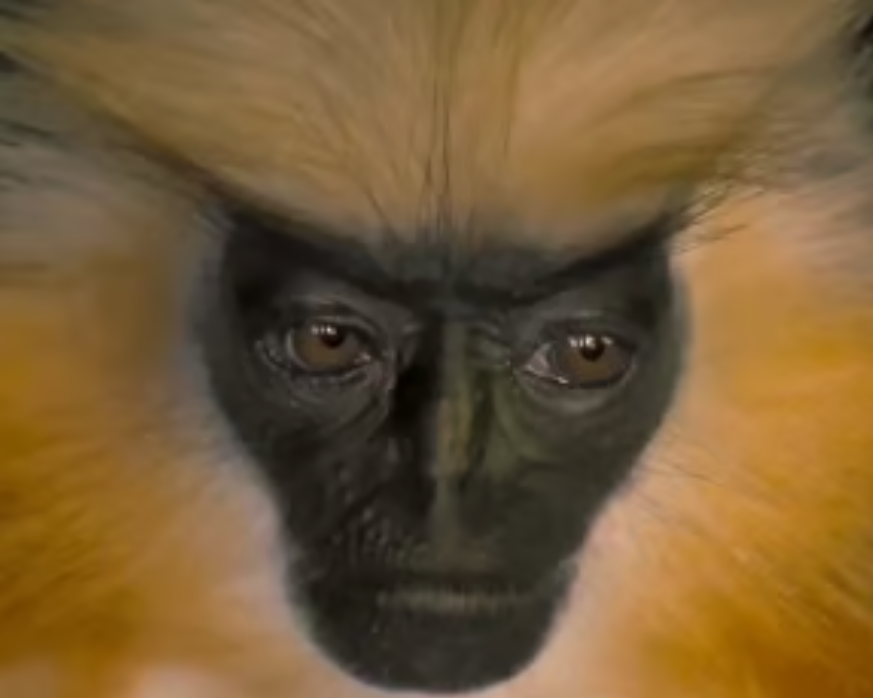 Langur