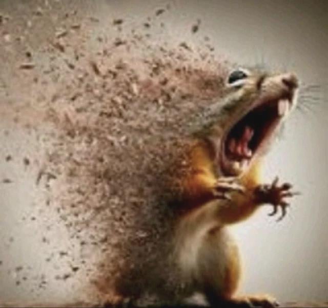 squirrel