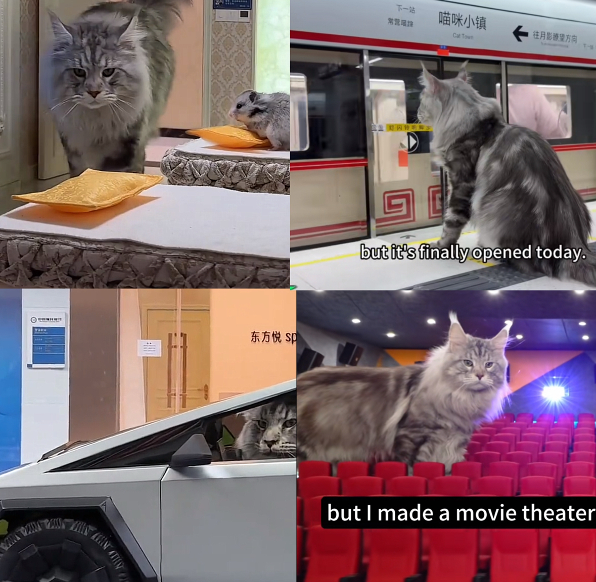 CatTown