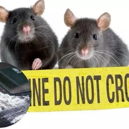 RATS
