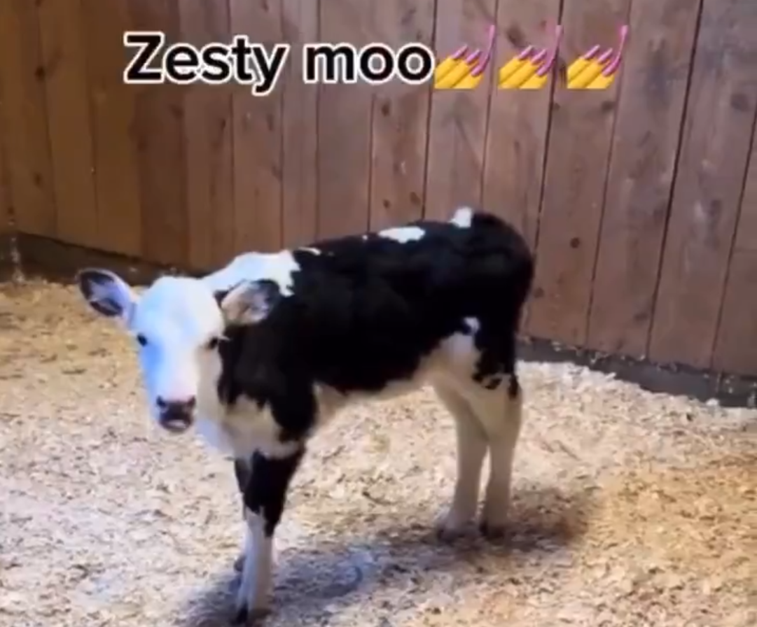 MooTang