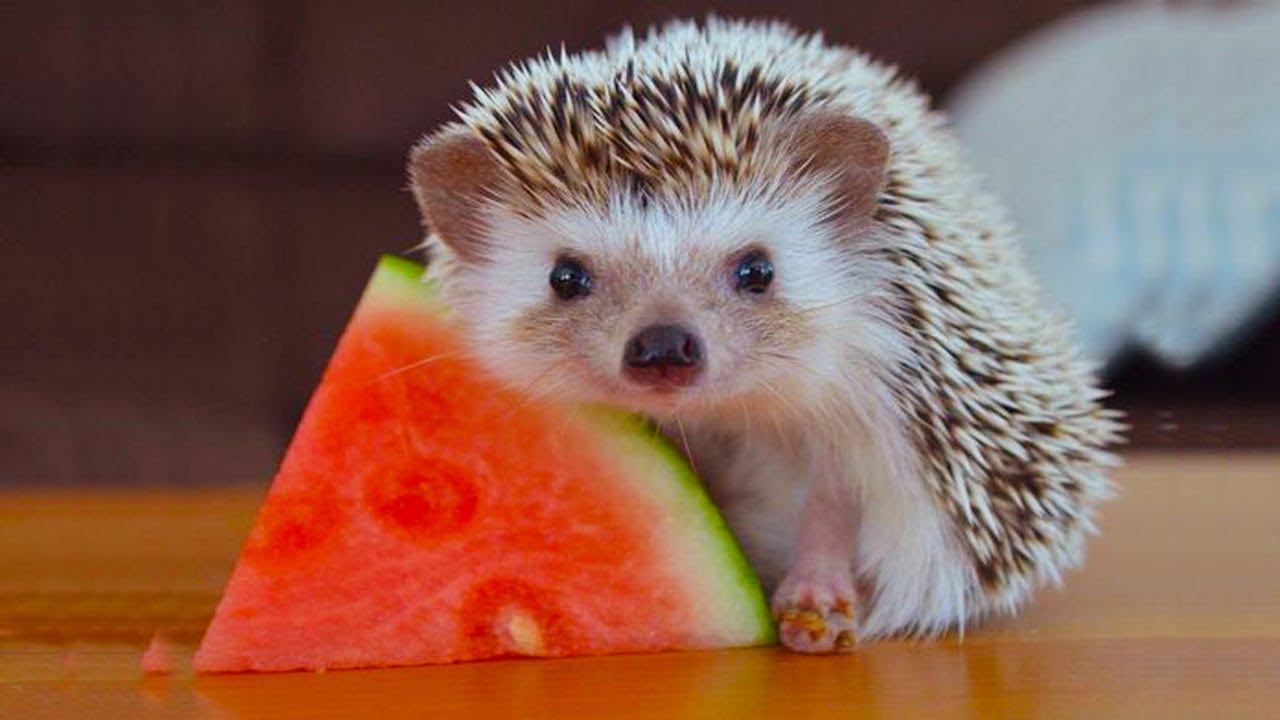 melon