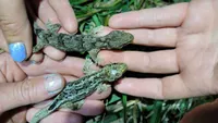 GECKOS