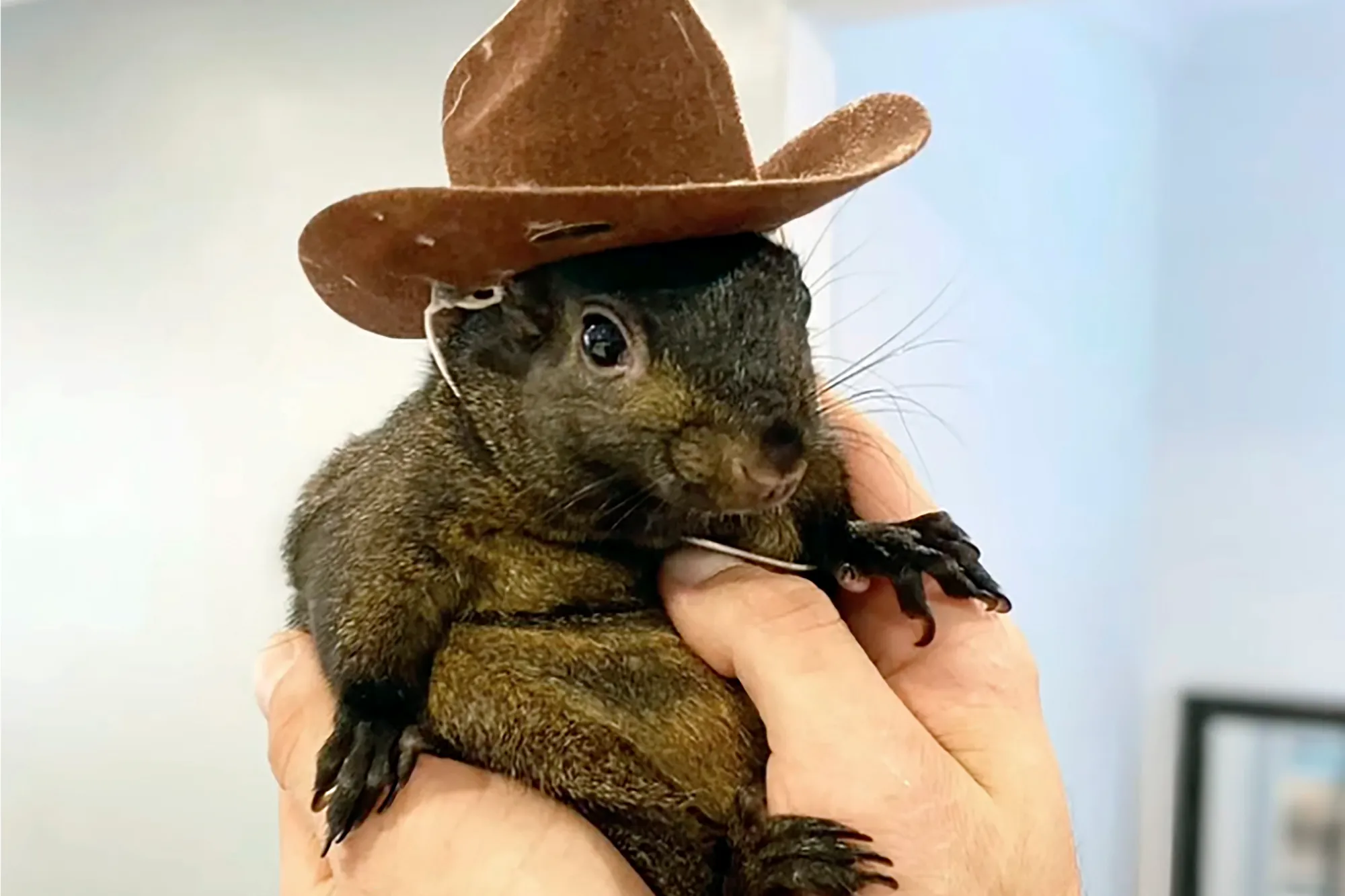 PNUT