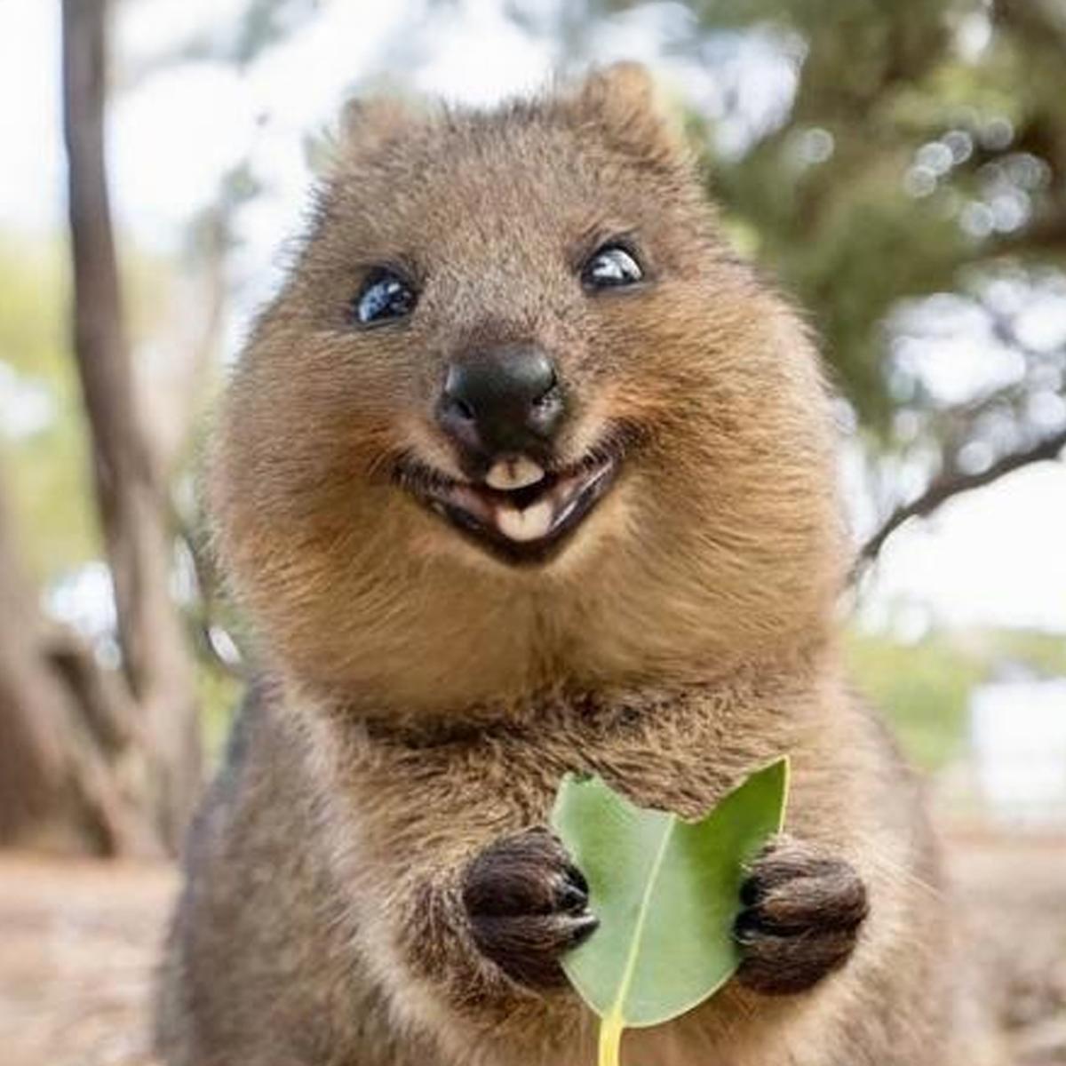 QUOKKA