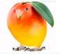 MANGOBIRD