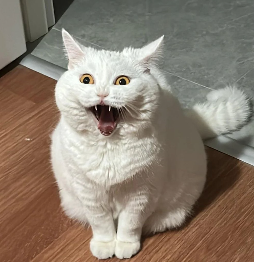 Aaaaa