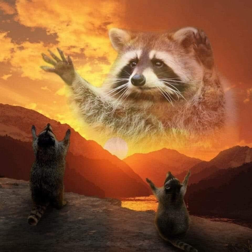 COON