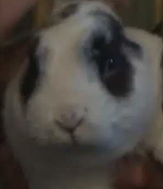 BOTUS
