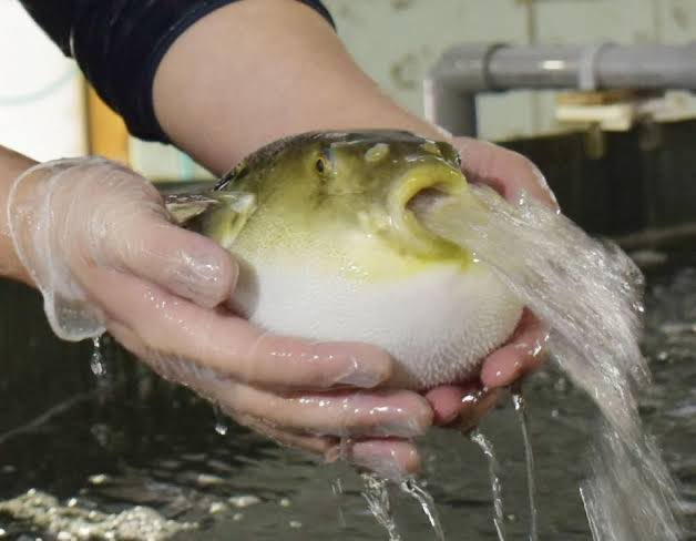 BLUB
