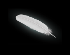 Feather