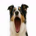 POPDOG
